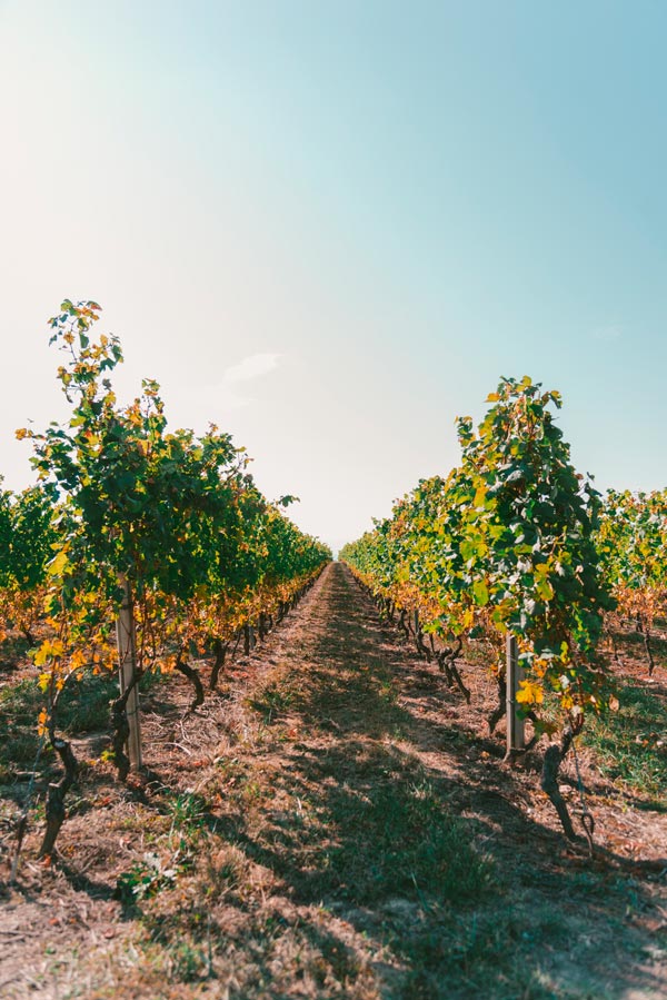 Viñas vinos tierra de Salamanca